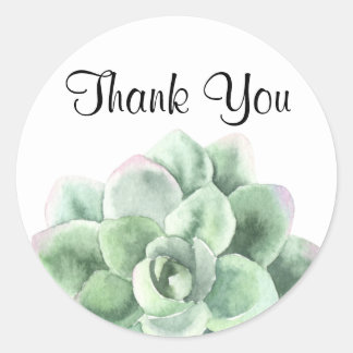 Thank You, Green Echeveria Succulent Plant Classic Round Sticker