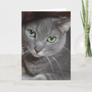 Thank You/Grey Cat Thank You Card