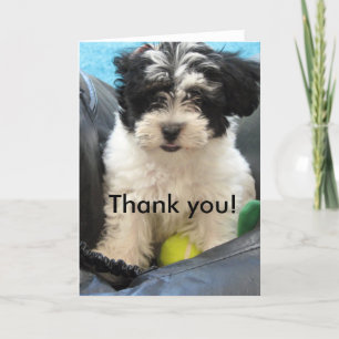 Thank you! Havanese Puppy You Card