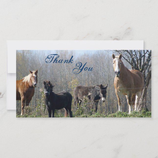 Thank You- Horses, Pony, and Donkey Photocards Thank You Card (Front)
