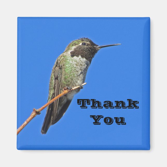 Thank You Hummingbird Photo Nature Appreciation Magnet (Front)