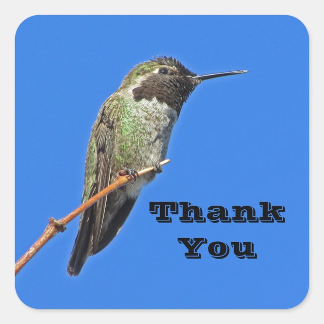 Thank You Hummingbird Photo Nature Appreciation Square Sticker (Front)