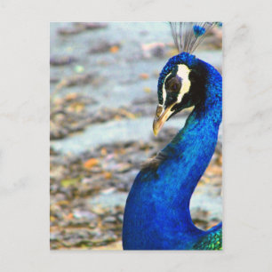 Thank you/I Miss You_ Postcard