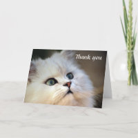 Thank you - Kitten