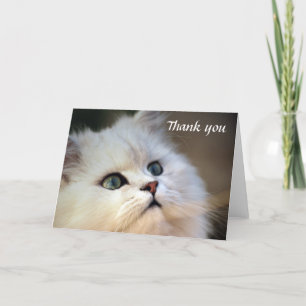 Thank you - Kitten