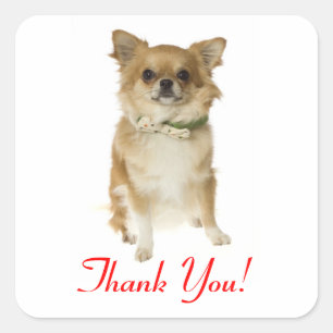 Thank You Long Haired Chihuahua Greeting Sticker