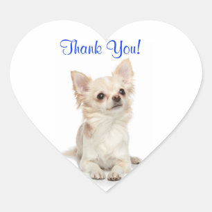 Thank You Long Haired ChihuahuaHeart Sticker