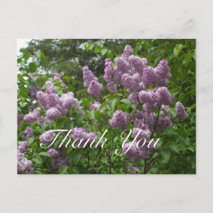 Thank You-Lovely Lilac Bush Postcard