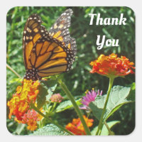 Thank You Monarch Butterfly Photo Appreciation
