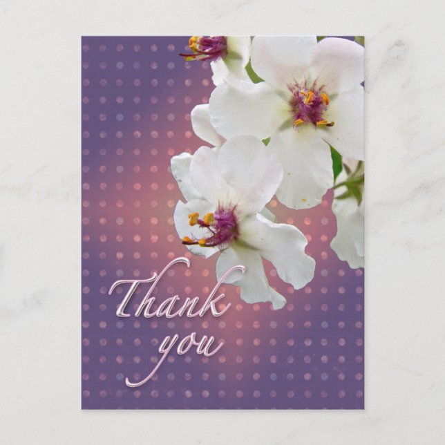Thank You Moth Mullein Wildflower Postcard (Front)