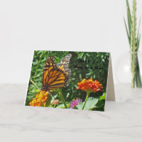 Thank You Mum and Dad Monarch Butterfly College