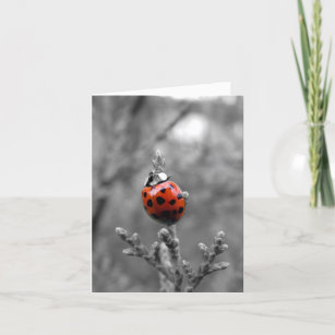 Thank You Note Card ~ Ladybug