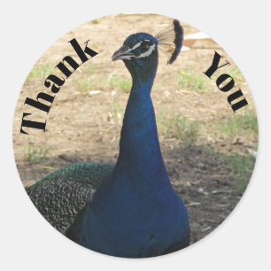 Thank You Peacock Photo Bright Blue Feathers Bird Classic Round Sticker