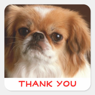 Thank You Pekingese Puppy Dog Greeting Stickers