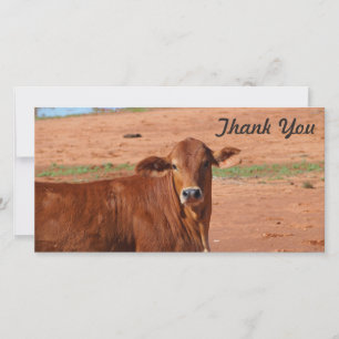 Thank You photo card - Cattle