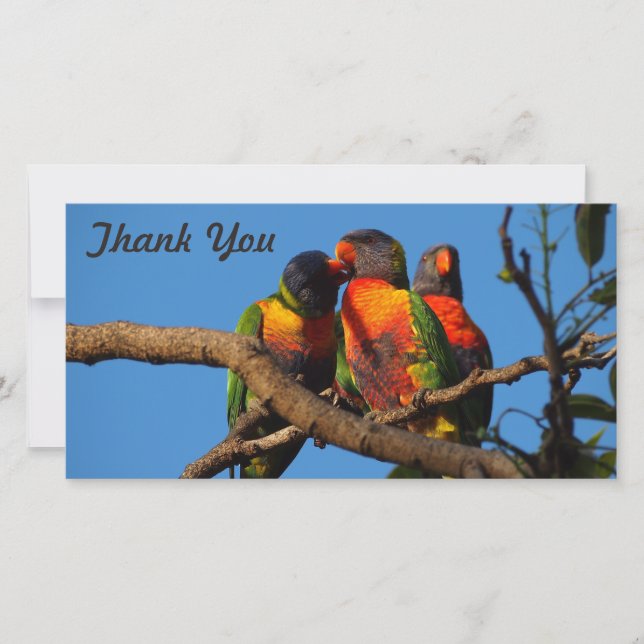 Thank You photo card - Rainbow Lorikeet (Front)