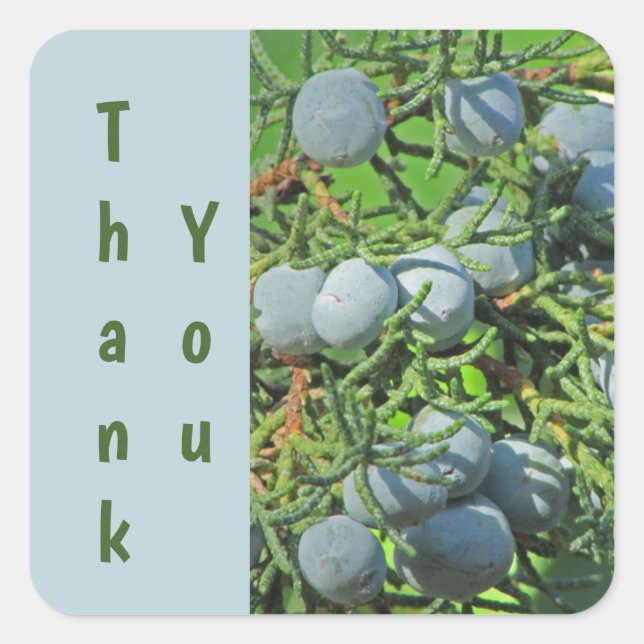 Thank You Pine Tree Berry Blue Green Appreciation Square Sticker (Front)