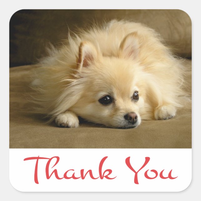 Thank You Pomeranian Puppy Dog Stickers / Labels (Front)