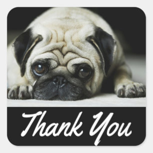 Thank You Pug Puppy Dog Black Canine Square Sticker