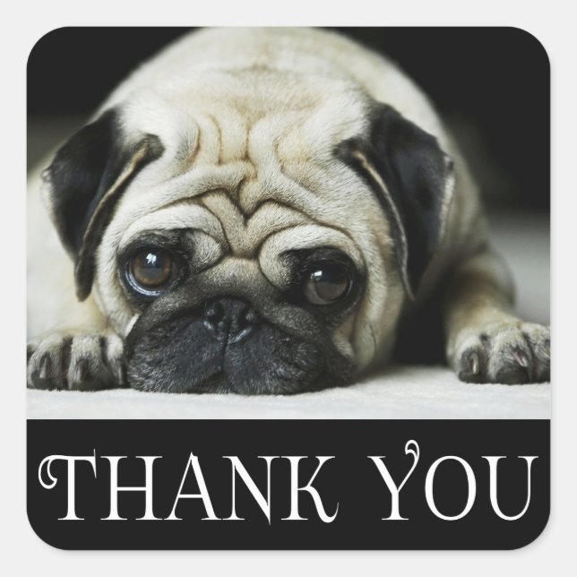 Thank You Pug Puppy Dog Black & White Square Sticker (Front)