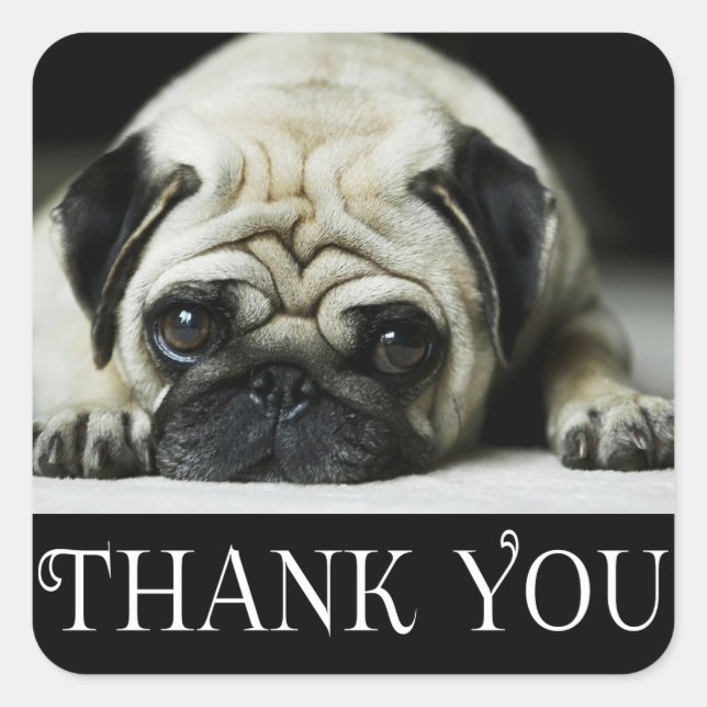 Thank You Pug Puppy Dog Black & White Square Sticker (Front)
