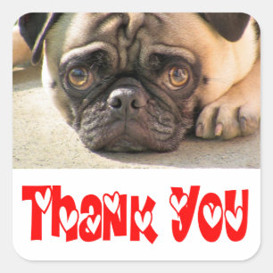 Thank You Pug Puppy Dog Greeting Sticker / Label