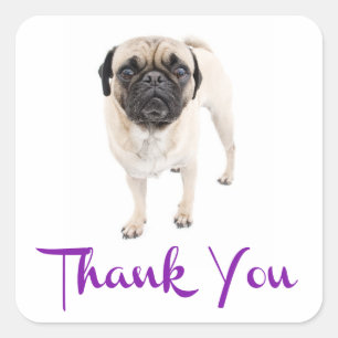 Thank You Pug Puppy Dog Greeting Sticker / Label