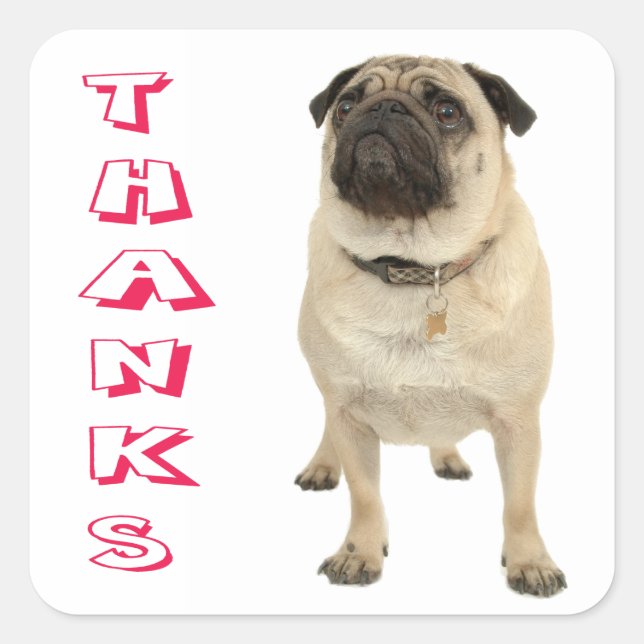 Thank You Pug Puppy Dog Stickers / Seals (Front)