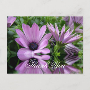 thank you purple daisy flowers postcard