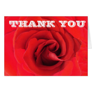 Thank You Red Rose Flower Close-up Photo Floral