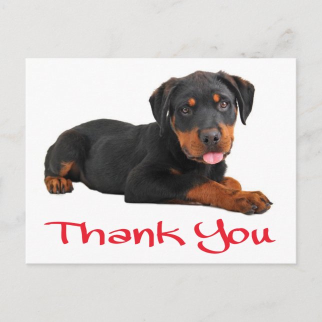 Thank You Rottweiler Puppy Dog Greeting Postcard (Front)