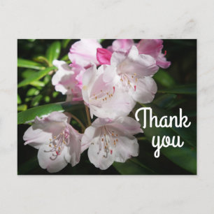 Thank You Sakura Cherry Blossom #2 Postcard
