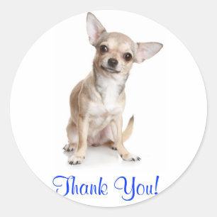 Thank You Smiling Chihuahua Sticker