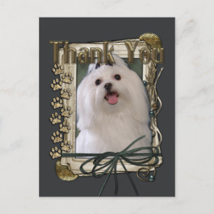 Thank You - Stone Paws - Maltese Postcard