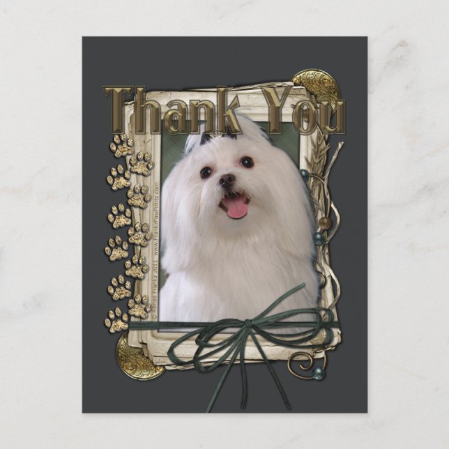 Thank You - Stone Paws - Maltese Postcard (Front)