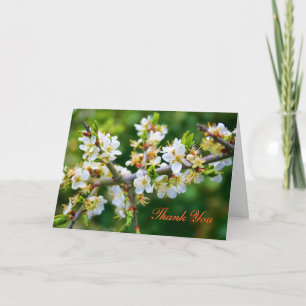 Thank You - Sun-Dappled Spring Hawthorn