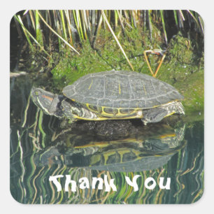 Thank You Turtle Water Reflection Photo Reptile Square Sticker