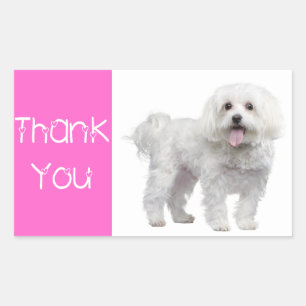 Thank You White Maltese Puppy Dog Sticker / Label