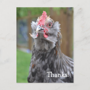 Thanks from a happy rooster postcard