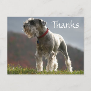 Thanks Schnauzer Puppy Dog Greeting Postcard