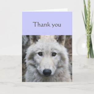 Thanks Sincere White Wolf Animal Scripture Card