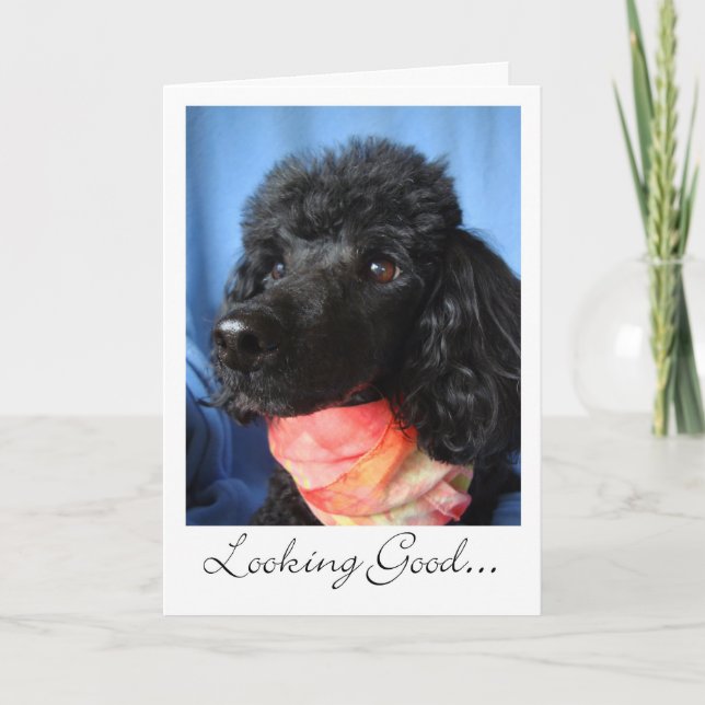 Thanks To Groomer or Stylist Poodle With Scarf Thank You Card (Front)