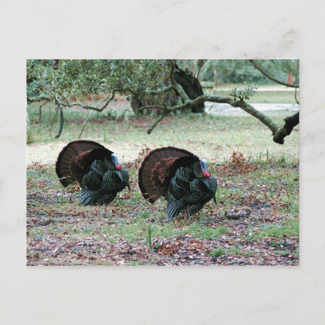 Thanksgiving Day Wild Turkeys in an Open Field Holiday Postcard (Front)