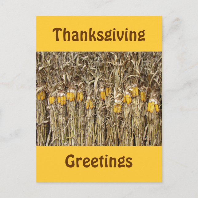 Thanksgiving Dried Corn Stalk Decorations Holiday Postcard (Front)