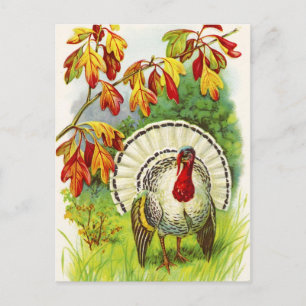 Thanksgiving Greetings Holiday Postcard