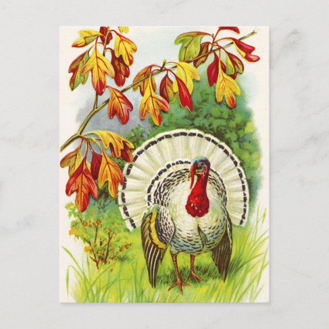 Thanksgiving Greetings Holiday Postcard (Front)