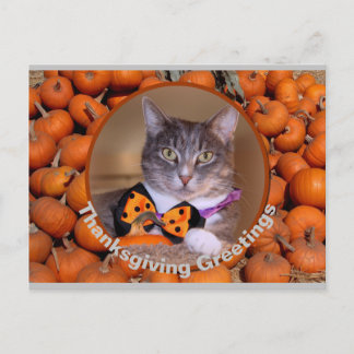 Thanksgiving Greetings with Cat Holiday Postcard