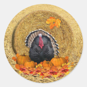 Thanksgiving Harvest Classic Round Sticker