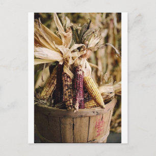 thanksgiving harvest corn holiday postcard