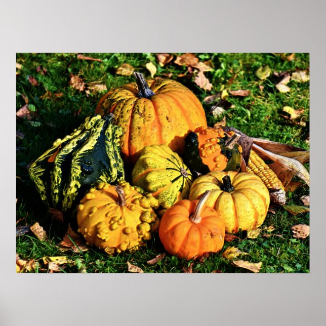 Thanksgiving Scene with Pumpkins-Corn-Gourds Poster (Front)